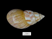 藏品(非洲大蝸牛)的圖片